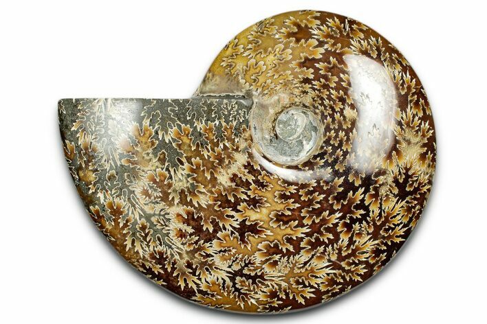 Polished Cretaceous Ammonite (Cleoniceras) Fossil - Madagascar #339089
